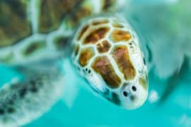 Sea turtle